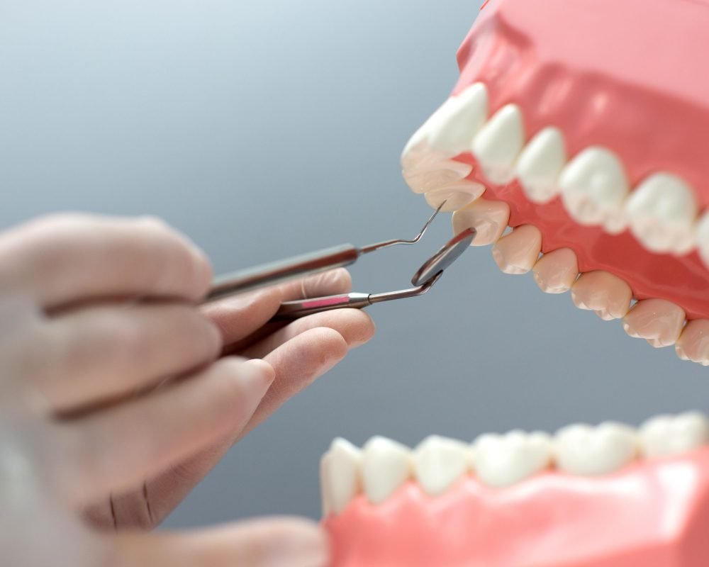 nurse practicing on the layout of the jaw with teeth nurse practicing on the layout of the jaw with teeth